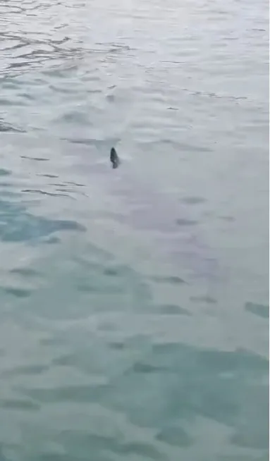Tubarão mais rápido do mundo é visto na Baía da Ilha Grande, em Paraty