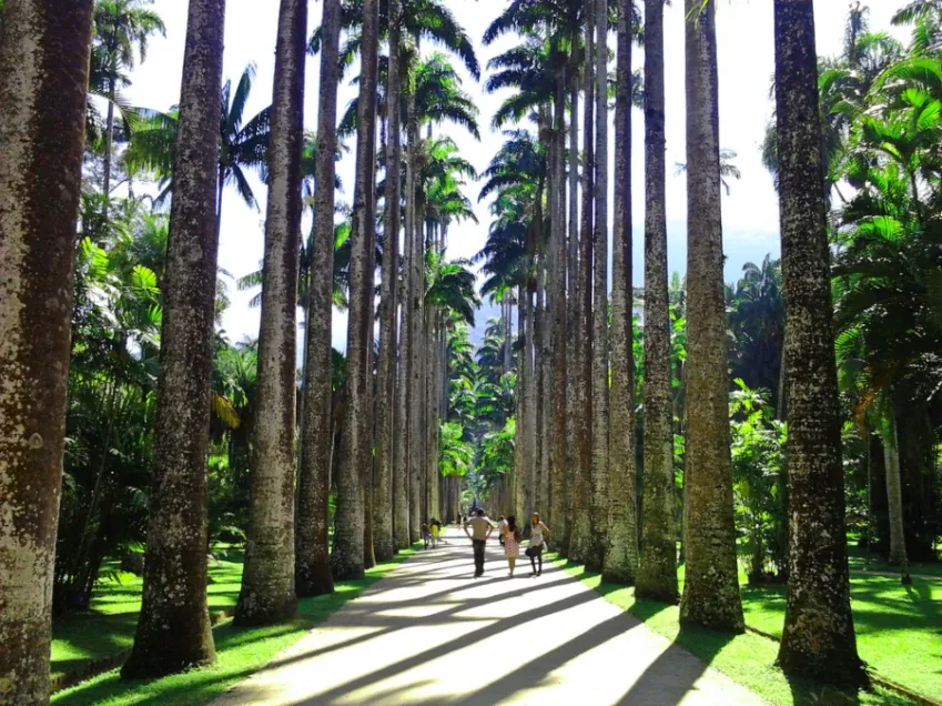 Jardim Botânico do Rio de Janeiro: um oásis histórico que completa 212 anos em 2026